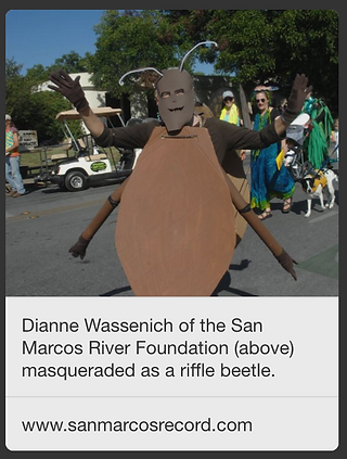 Riffle Beetle