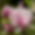 Close up image of the open blossom of a pink magnolia flower on a branch with other magnolia flowers in the background.