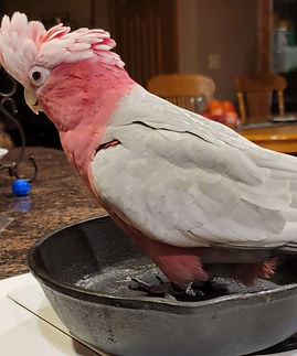 Mr. Rhodes, denier of boundaries