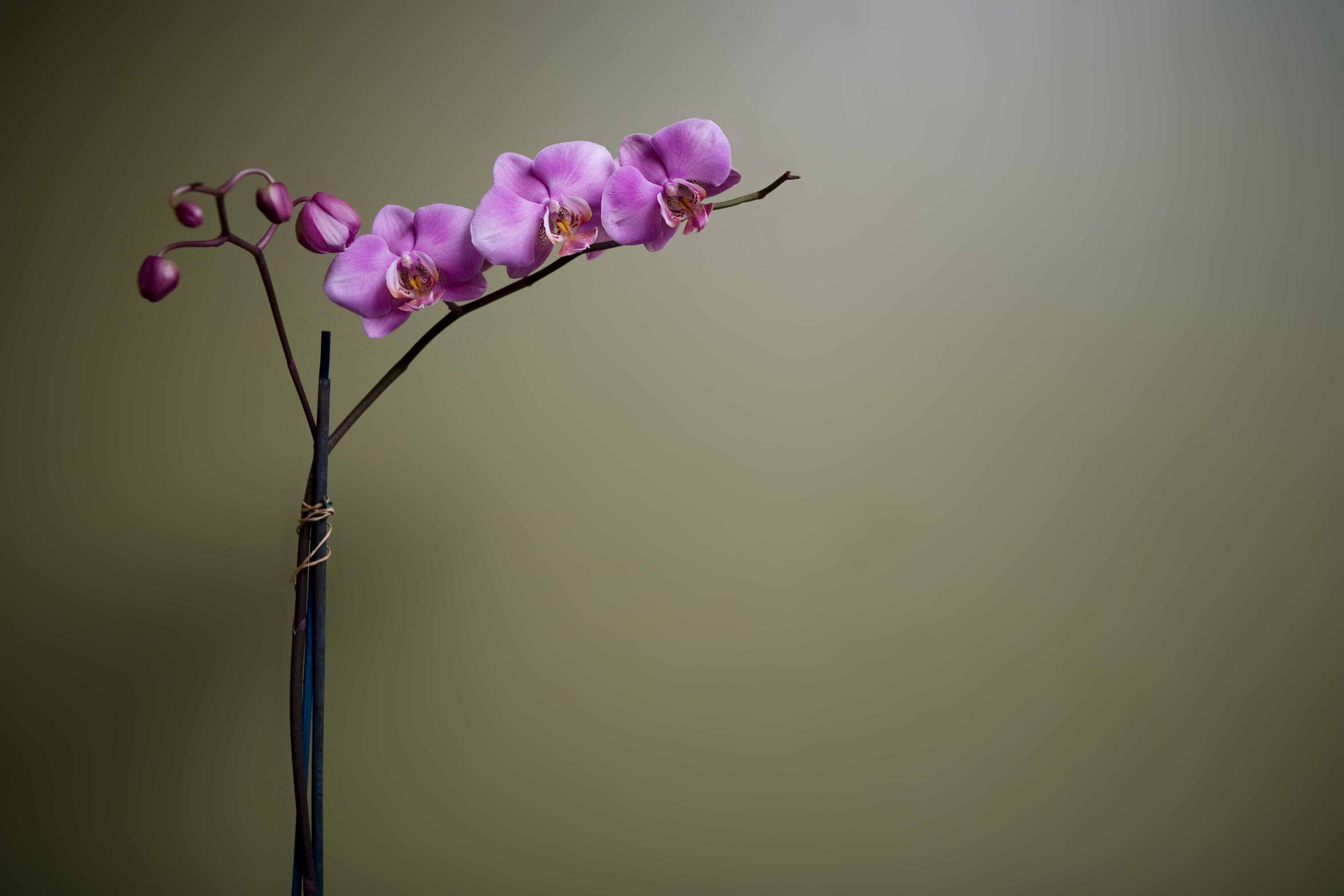 Orkideak/ Orquideas