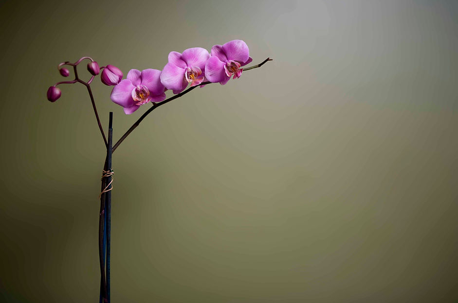 Purple Orchid 2