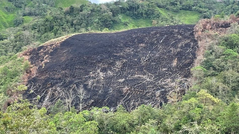 Thoughts on ‘Deforestation-Free’ Coffee as World Leaders Tackle Climate Change