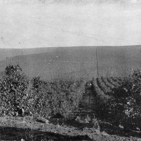 The History Of Brazilian Coffee