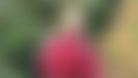 Types of Arabica Coffee Cultivated in Brazil