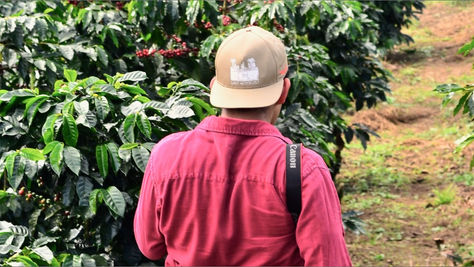 Types of Arabica Coffee Cultivated in Brazil