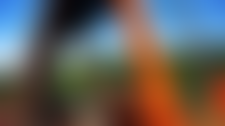 Coffee cultivars developed by the Agronomic Institute of Campinas (IAC)