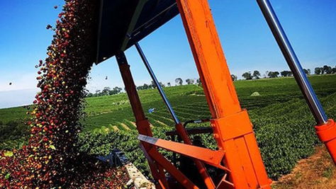 Coffee cultivars developed by the Agronomic Institute of Campinas (IAC)