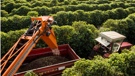 Coffee prices hit highest in seven years on global supply threats