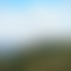 Coffee from capixaba mountains wins geographical indication