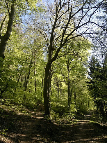 forest-803777_1280.jpg