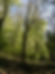 forest-803777_1280.jpg