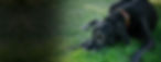 STG-Website-Banner-Image-Short-Pigwinnean.jpg