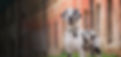 STG-Website-Banner-Image-Dane-harlequin.jpg