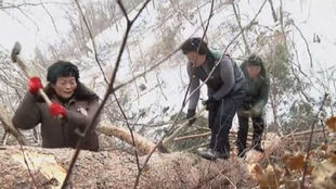 North Korean residents cutting down trees for fuel