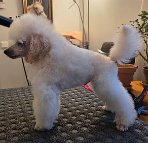 Daidai Frostlord of Duvegan 11 veckor.jpg