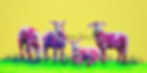 Lavender Lambs on Lemon