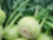 Vegetable Seedlings