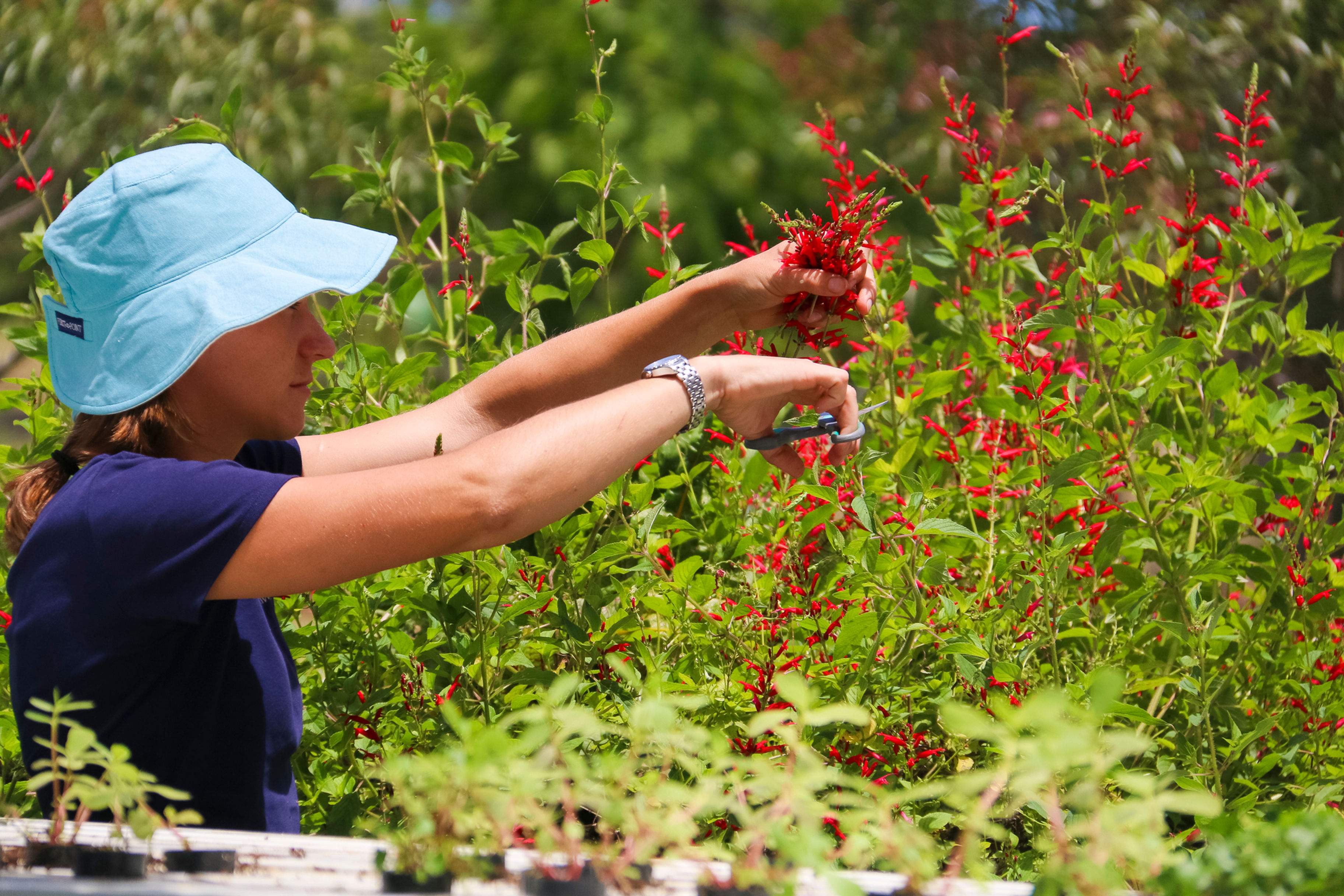 Sarah heath harvesting Pineapple sage edible flowers at Basilea Farm