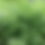 Thumbnail: Lovage