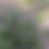 Thumbnail: African Blue Basil