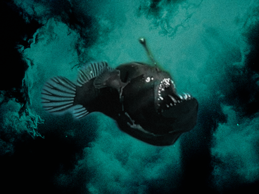 The Anglerfish & The Gothic Longing For Light Amidst Darkness