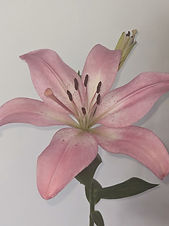 lily flower pink.jpeg