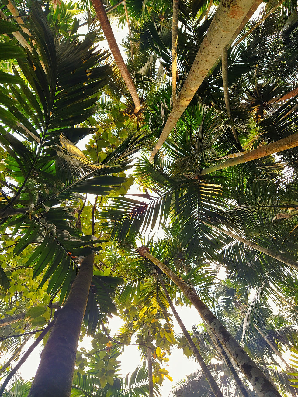 Maachli Farmstay