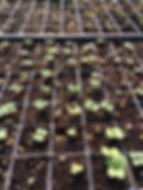 Baby Brassicas