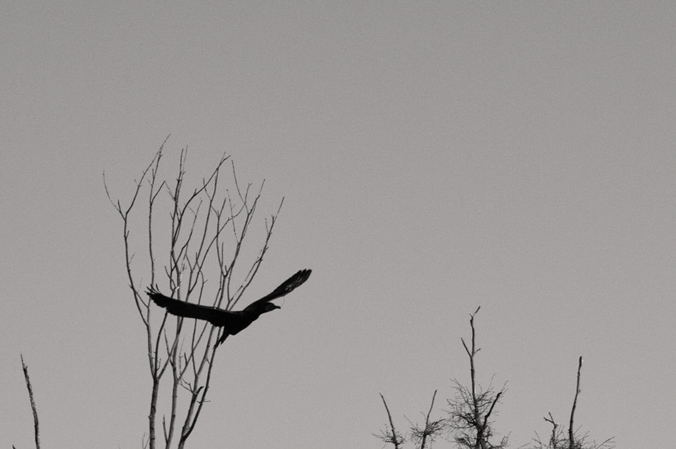 Vogel im Anflug s_w.jpeg