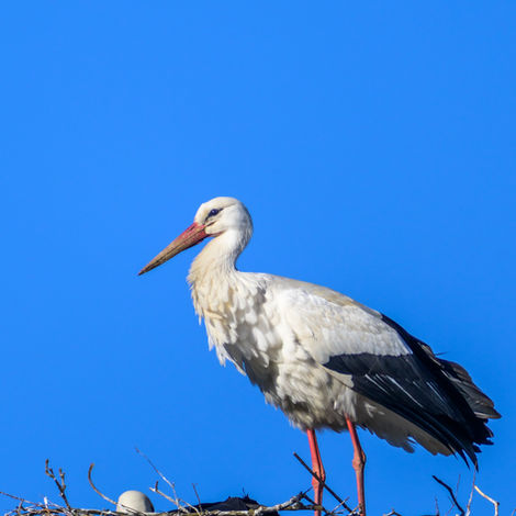 Petite Camargue Alsacien