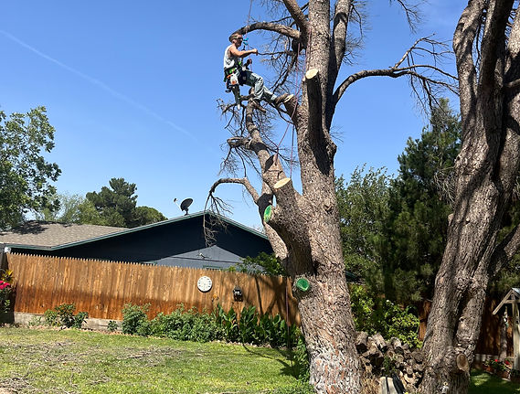 Tree Service for Stone's Lawn and Tree Service