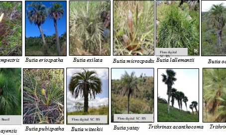 The palm species of the South Brazilian grasslands are at risk, due to climate and land-use changes.
