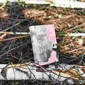 MINT & MALVE Buchtipp: Mikadowälder, Marie-Alice Schultz, Rowohlt, 2019