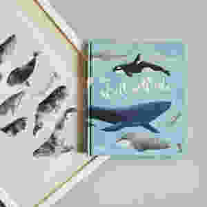 MINT & MALVE Buchtipp: Die Welt der Wale, Darcy Dobell, Becky Thorns, Kleine Gestalten, 2020