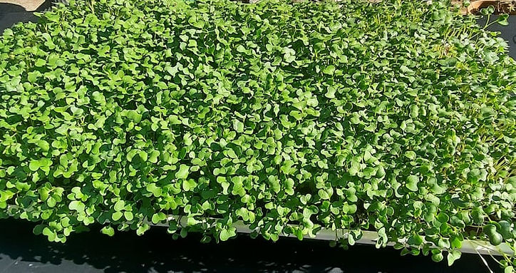 Brocolli microgreen.jpg