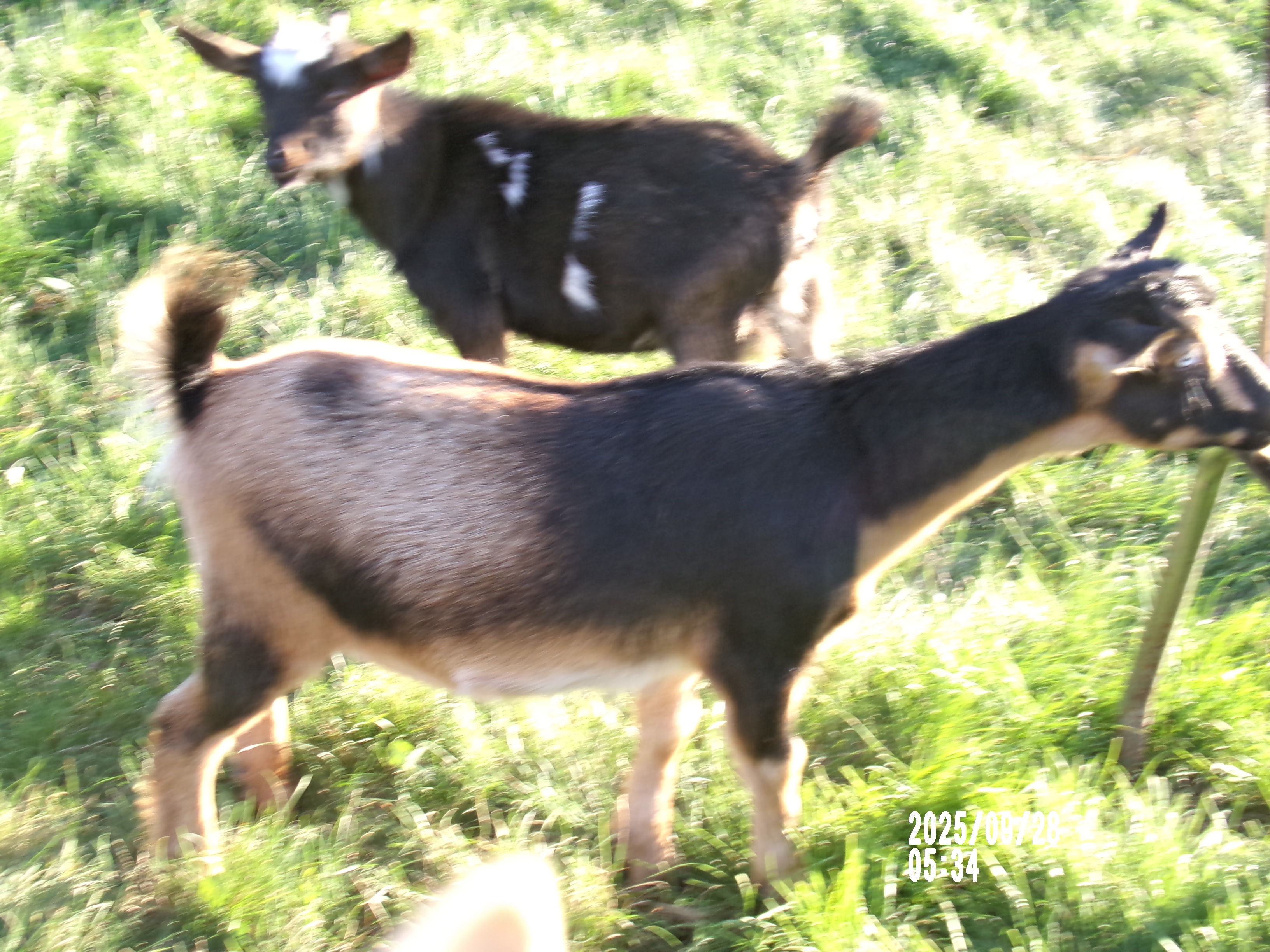 Goat Milk ( not for human consumption)