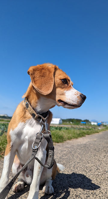 遊びたい犬.jpg