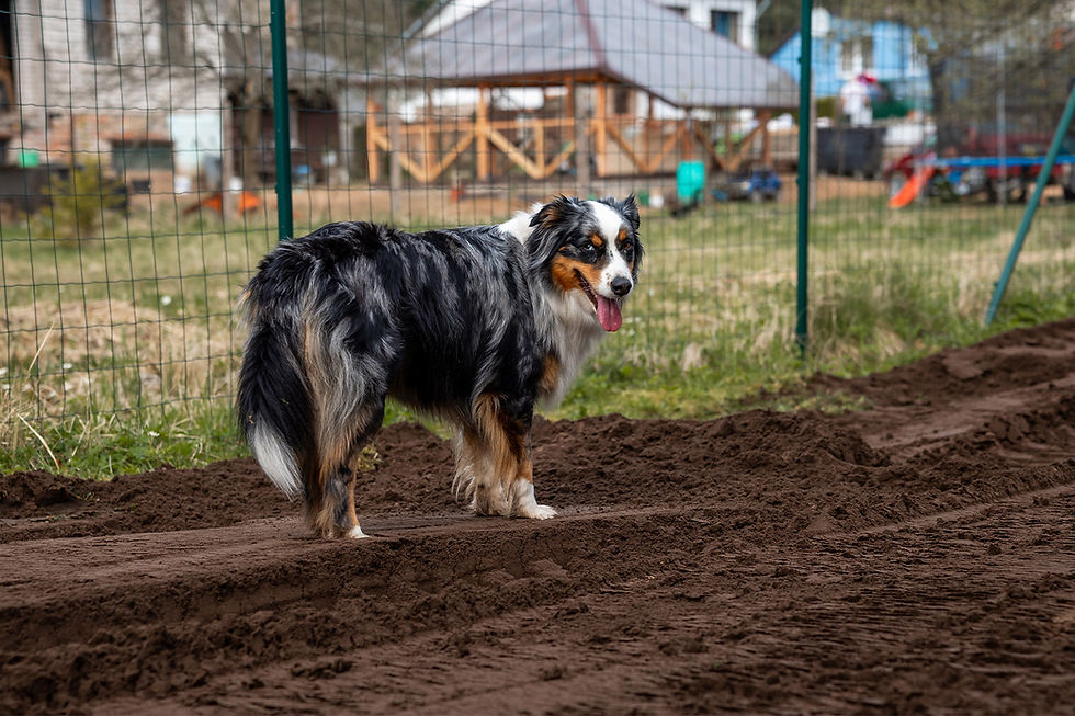 A dog positioned in dirt, highlighting the importance of selecting proper fence heights for larger dog breeds.