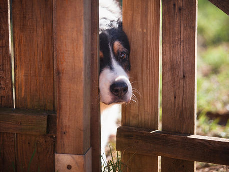 A dog looks through a wooden fence, highlighting considerations for fence heights suitable for large breeds.