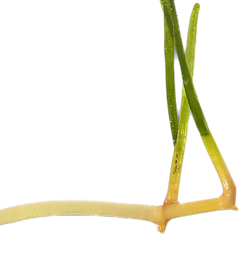 apicale_edited.png