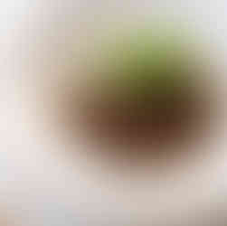 Prazo finalizado da receita de cogumelos