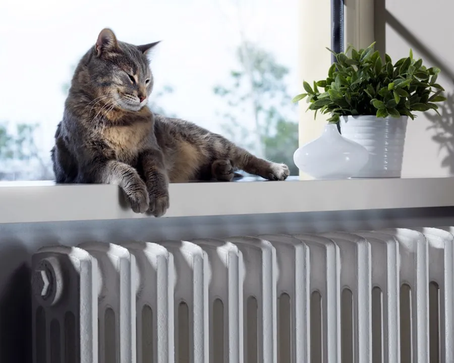 cat sitting on radiator