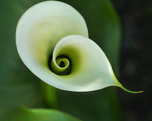 Funeral lily