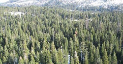 El bosque de los humeros