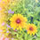 Thumbnail: Black-Eyed Susans 6
