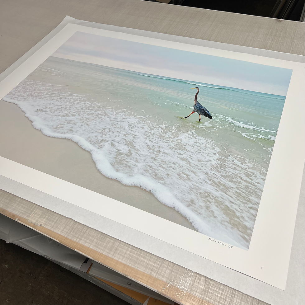 Thumbnail: Great Blue Heron 3