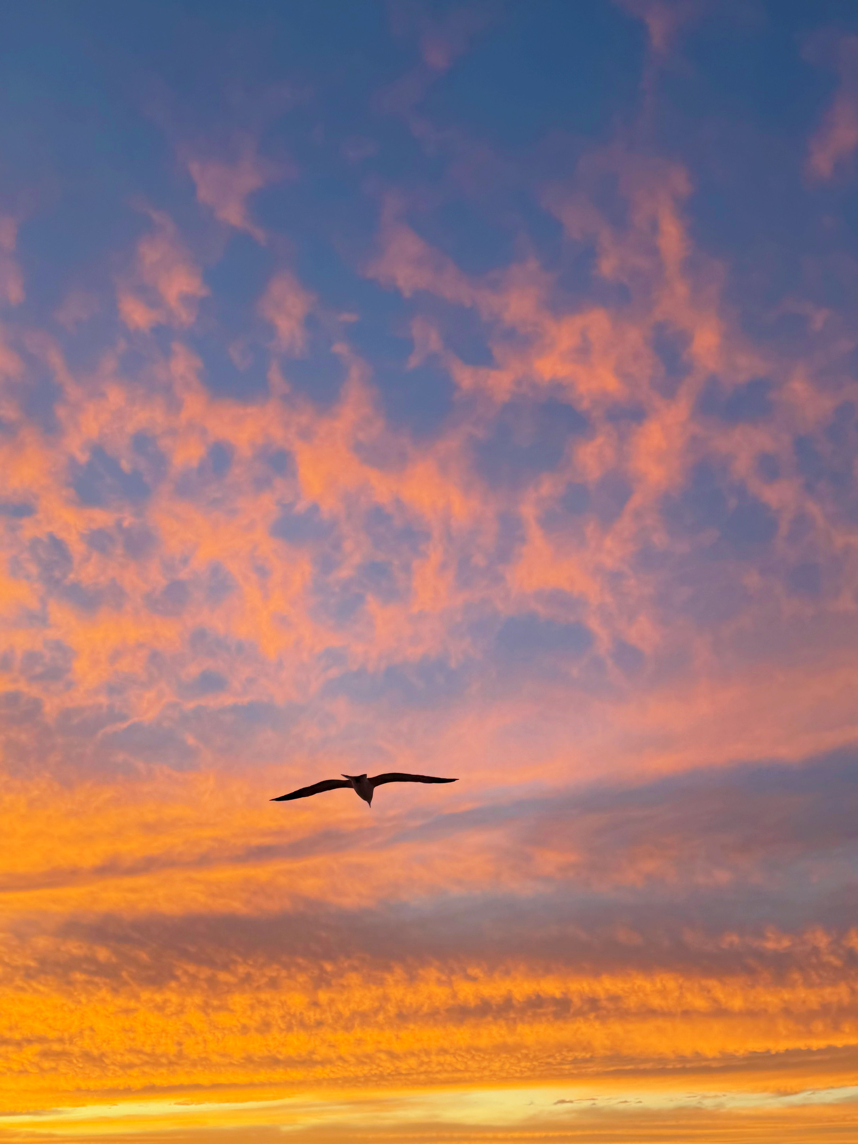 Sky Flames 1