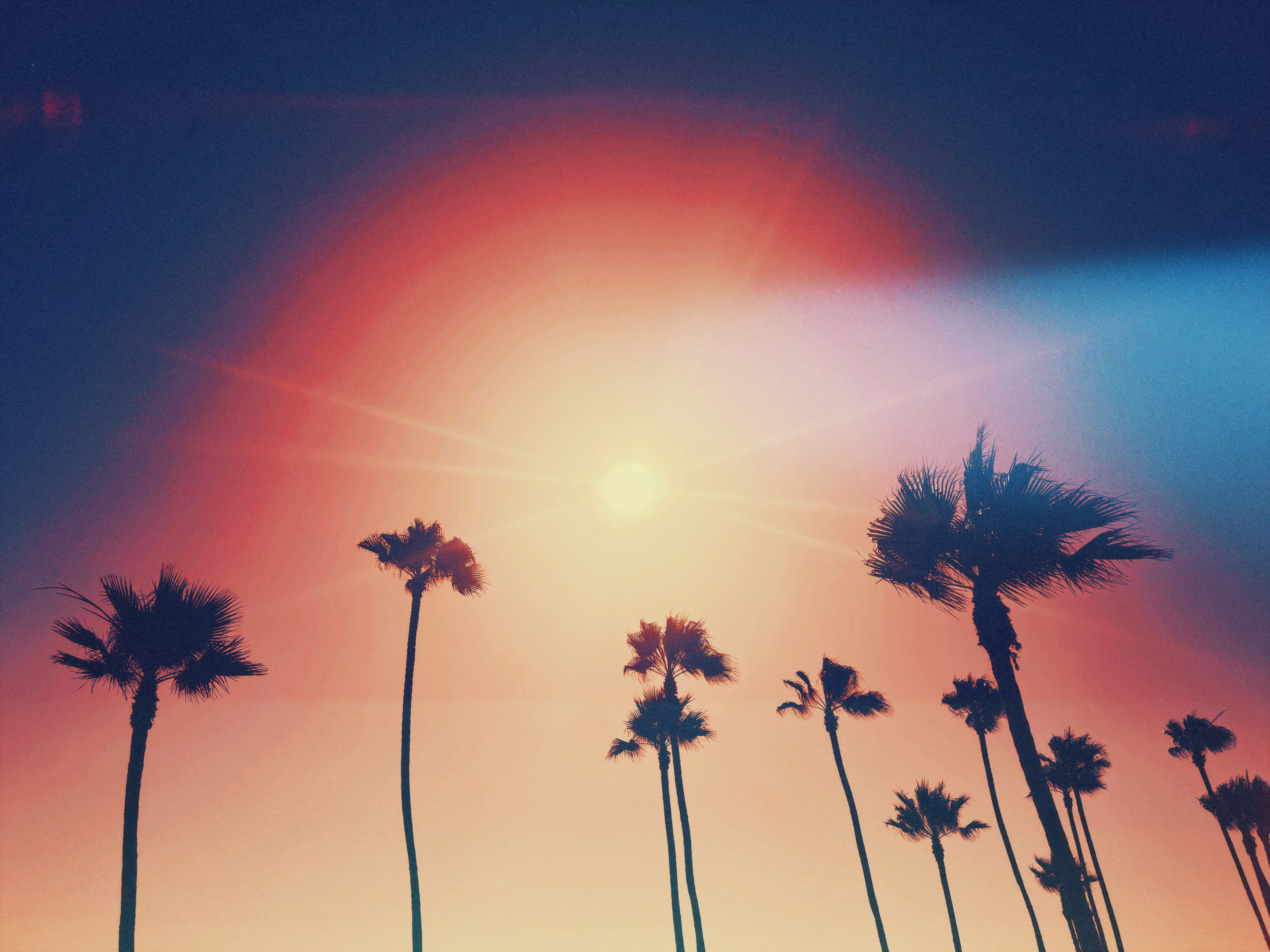 Palm Dome 2
