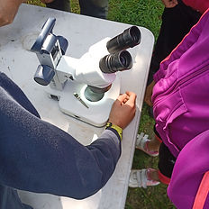 loupe binoculaire
