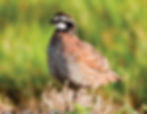Northern Bobwhite Hatching Eggs (30ct)